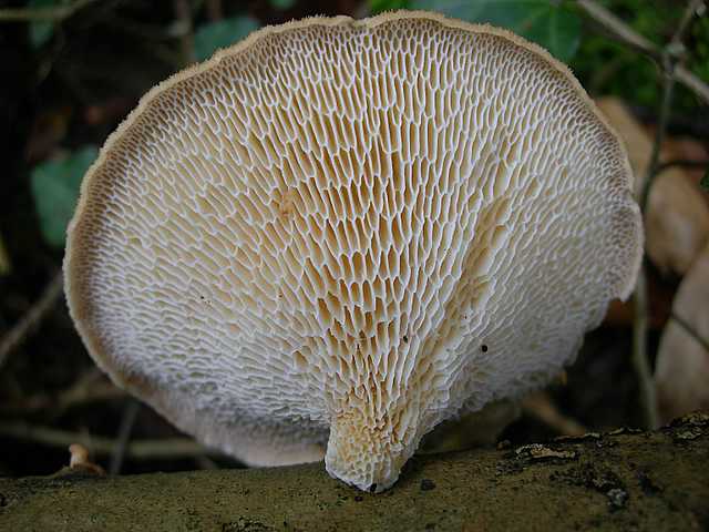 Una peziza nel sacco e altre specie primaverili